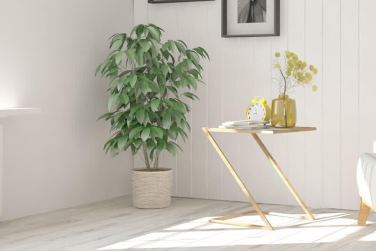 Light, minimalist interior with pale laminate flooring, potted plant and small side table in natural sunlight
