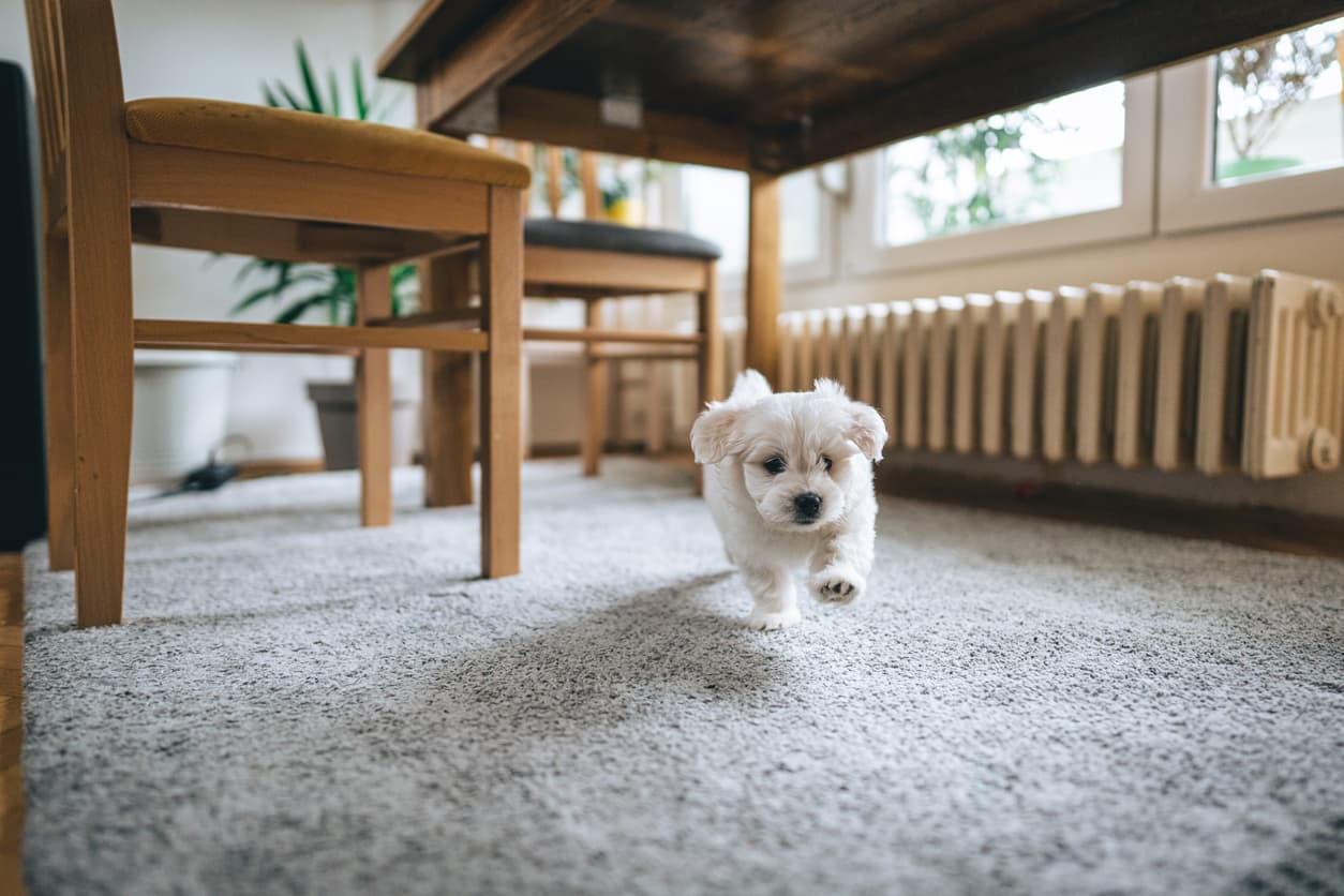 Small dog walking across light-coloured carpet in a dining area.