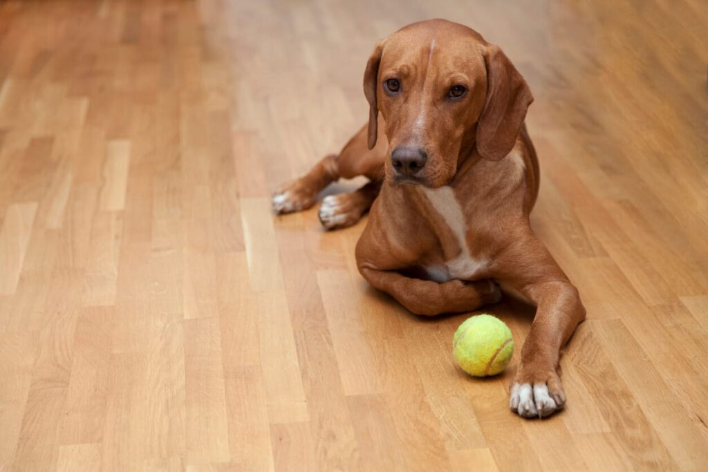 Dog lying on a timber-look floor with a tennis ball.
