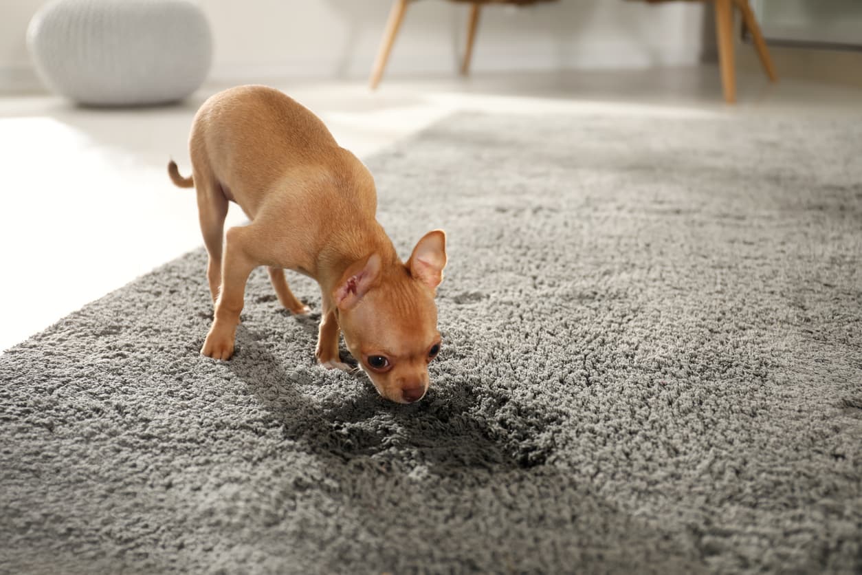 Small dog sniffing a visible stain on a carpeted floor.